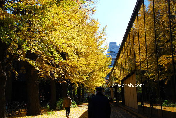 Stunning Yayoi Auditorium During Autumn @ University Of Tokyo, Tokyo